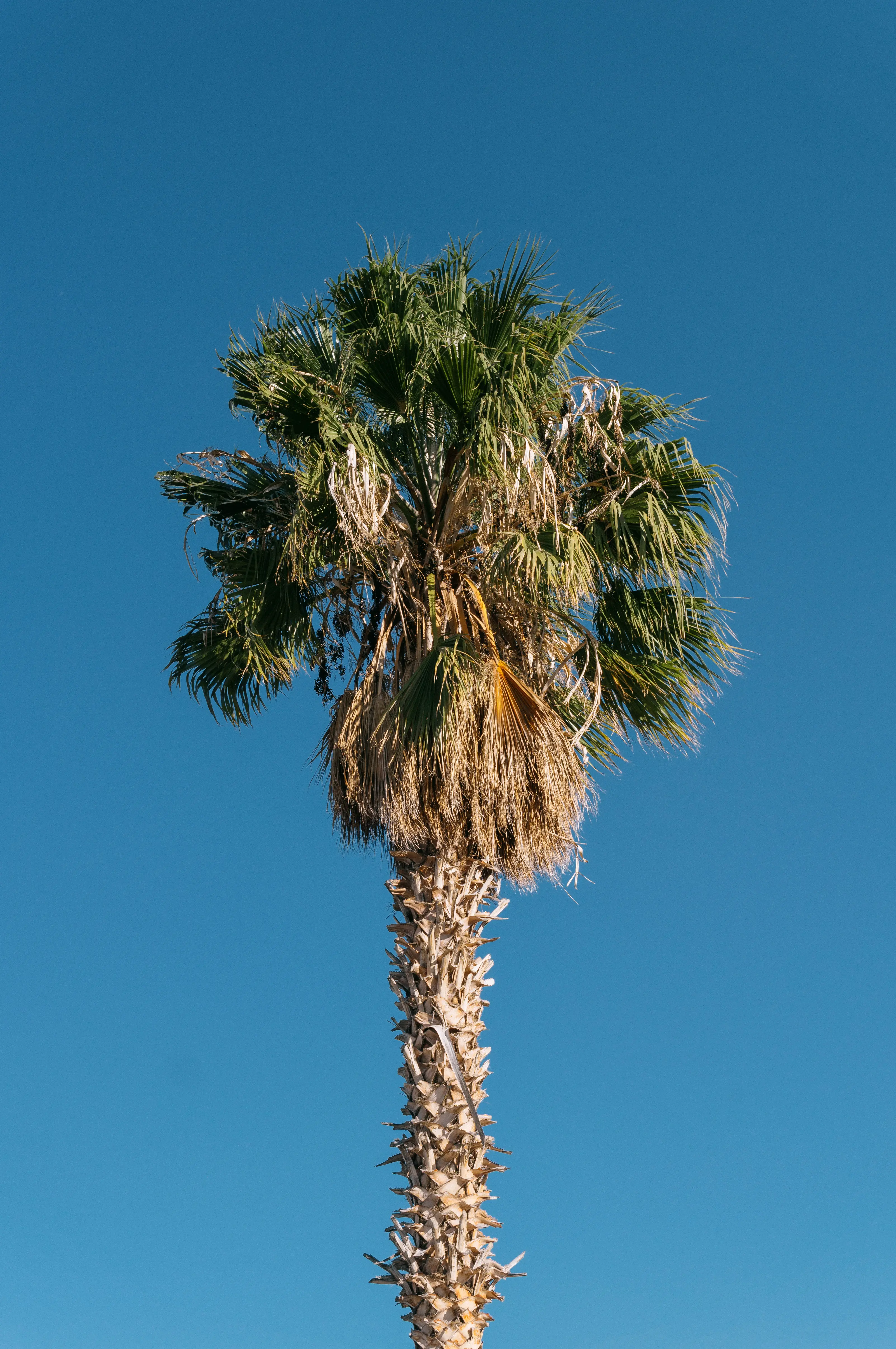 Foto de una palmera