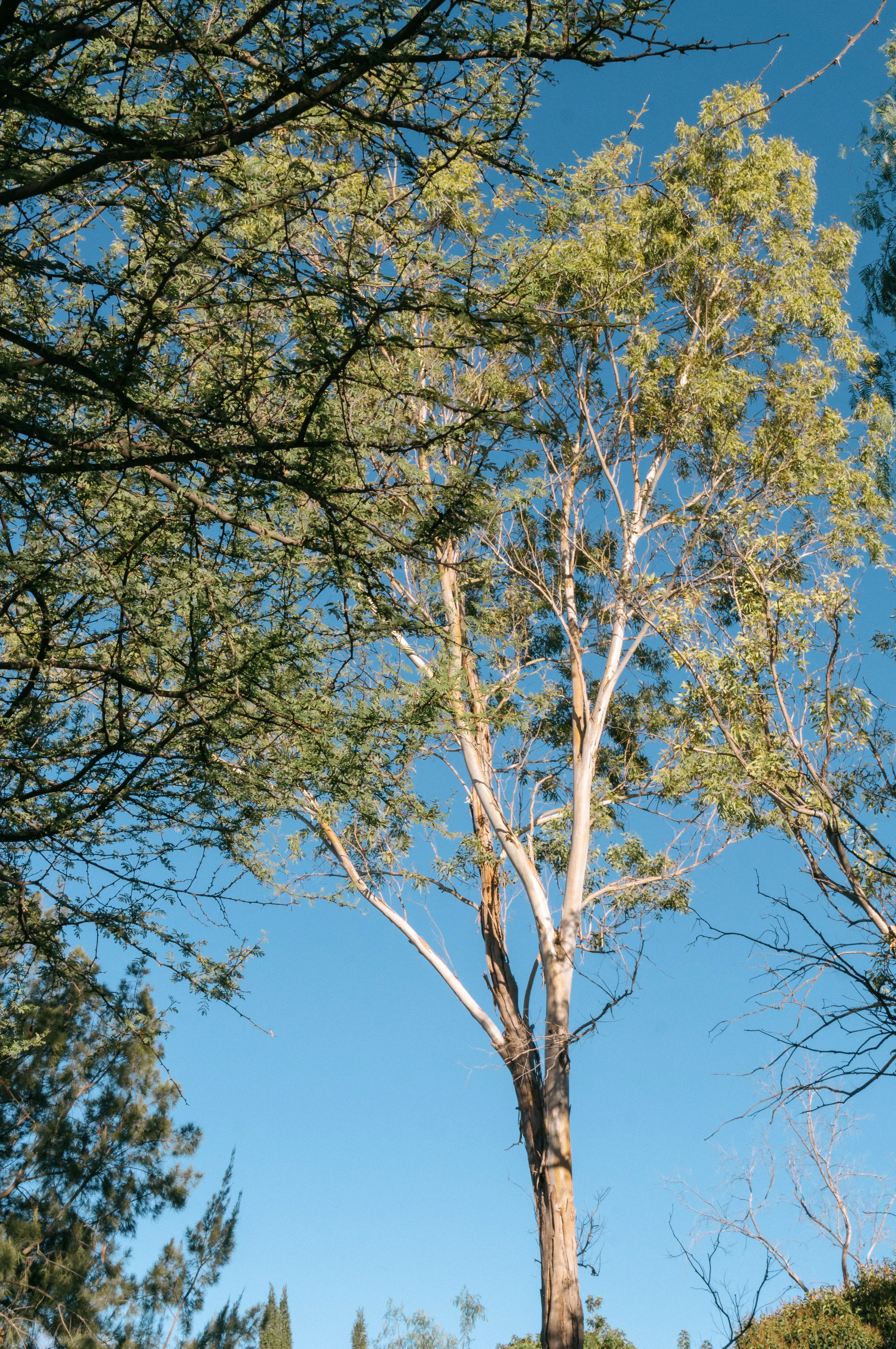 Vista de un arbol contrapicado