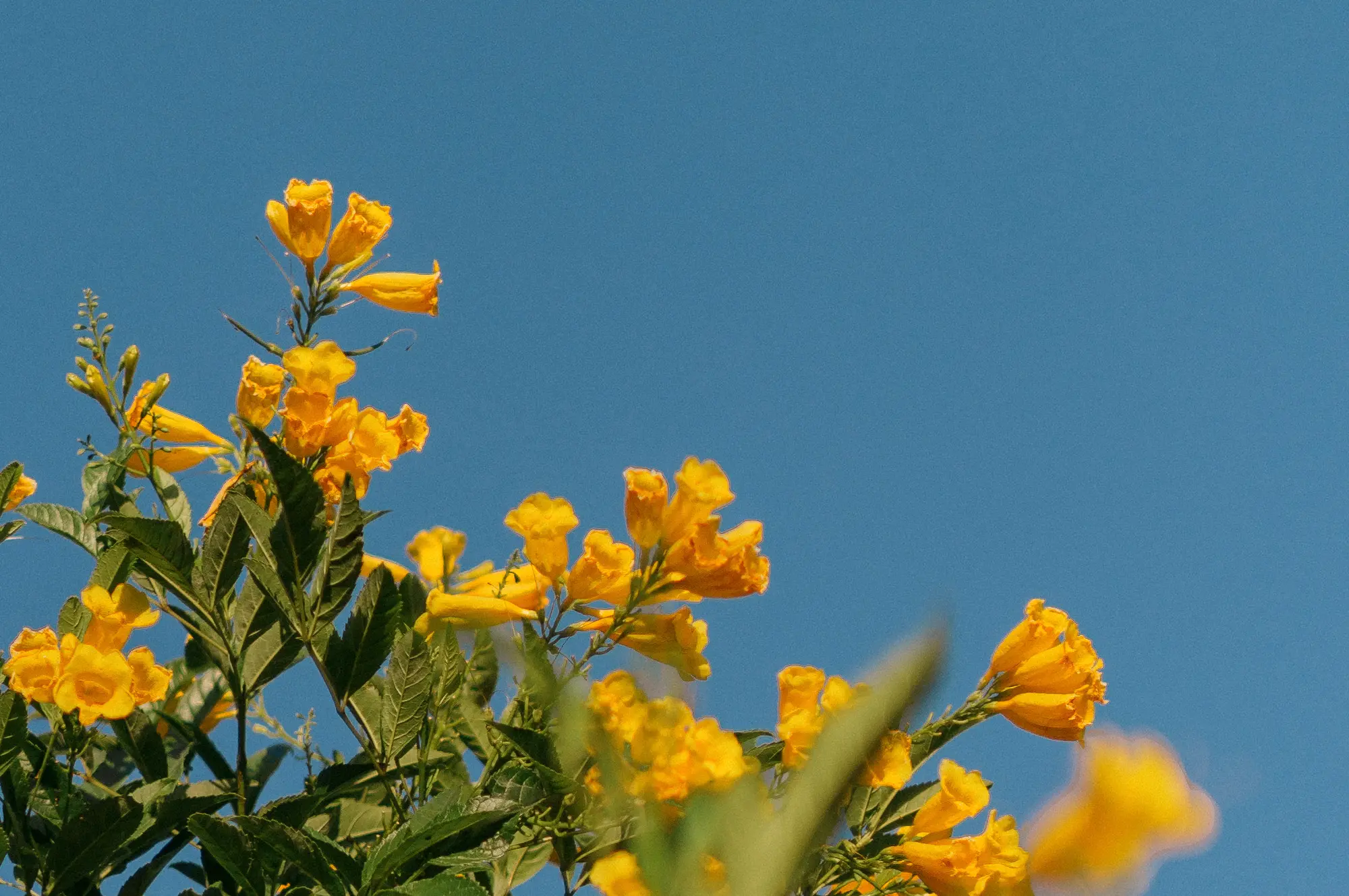 Vista contrapicada de una planta con flores de un intenso amarillo sobre el azul del cielo